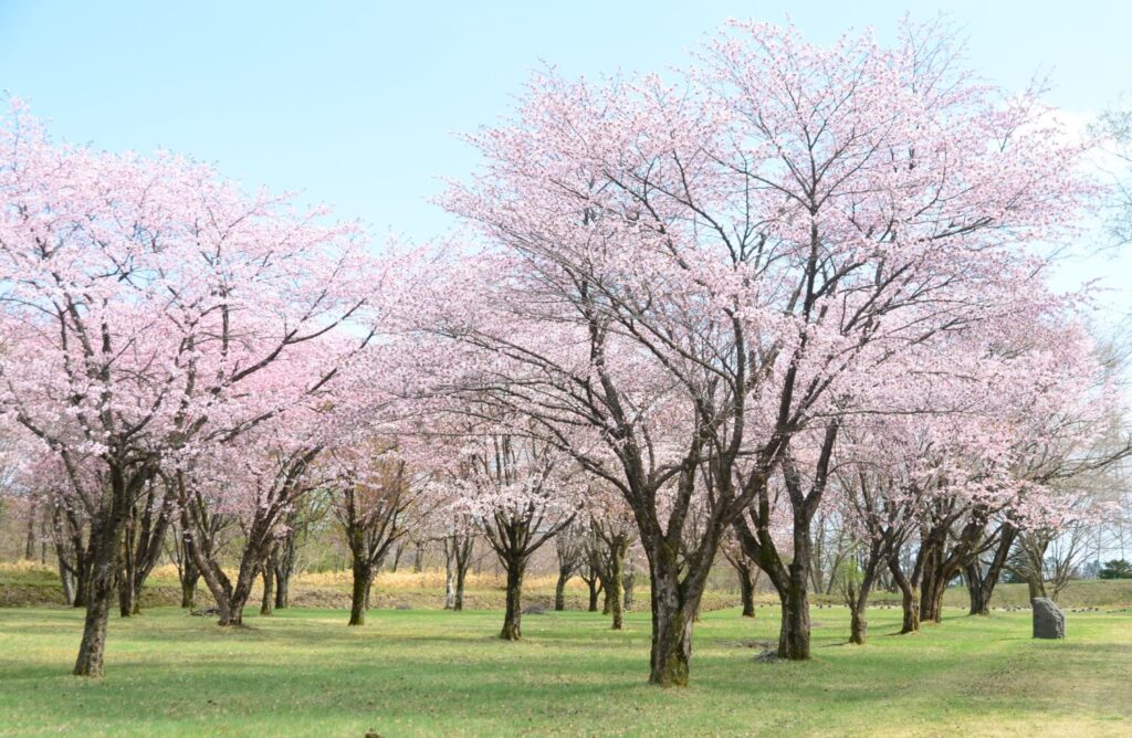 桜スポット仙台藩陣屋跡5