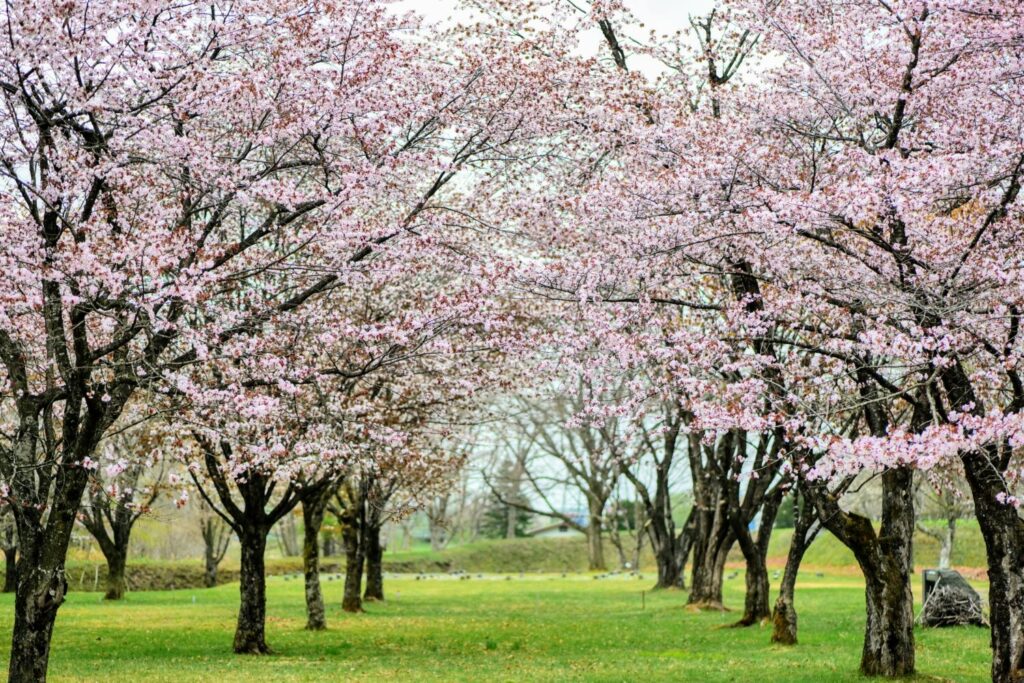 桜スポット仙台藩陣屋跡1
