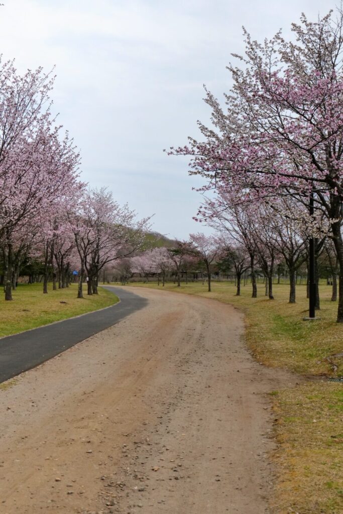 苫小牧の桜スポット金太郎池4