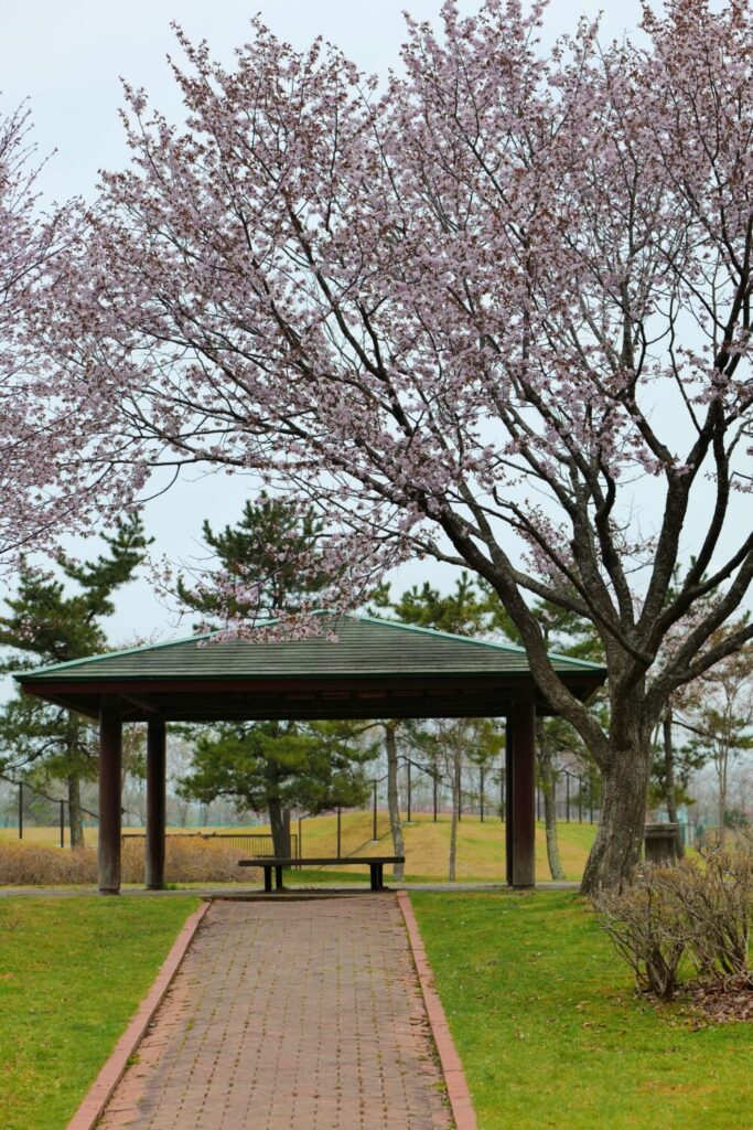 苫小牧の桜スポット金太郎池3