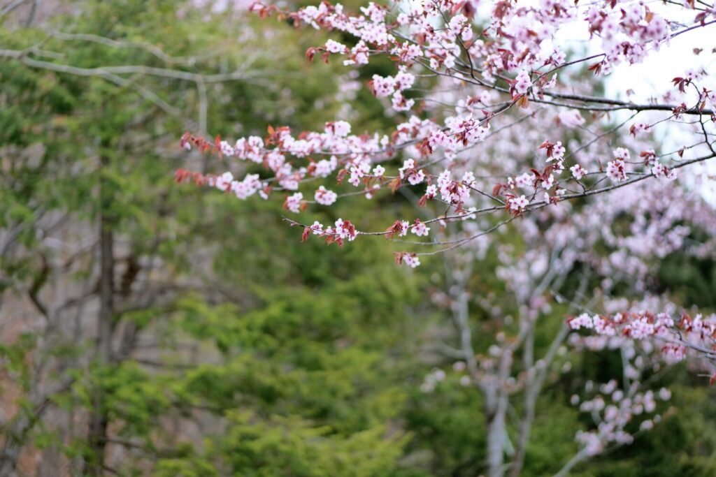 苫小牧の桜スポット金太郎池5