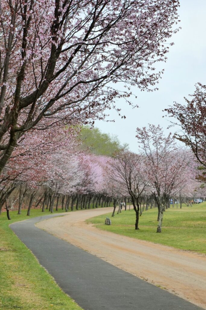 苫小牧の桜スポット金太郎池2