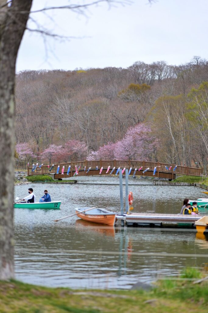 苫小牧の桜スポット金太郎池