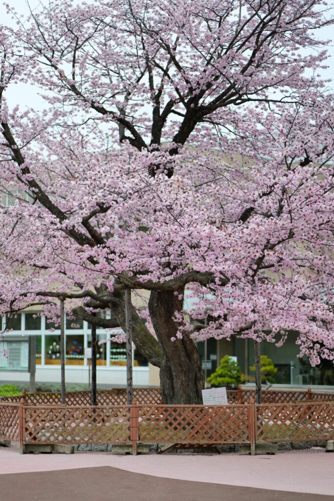 苫小牧の桜スポットカルチャーパーク3