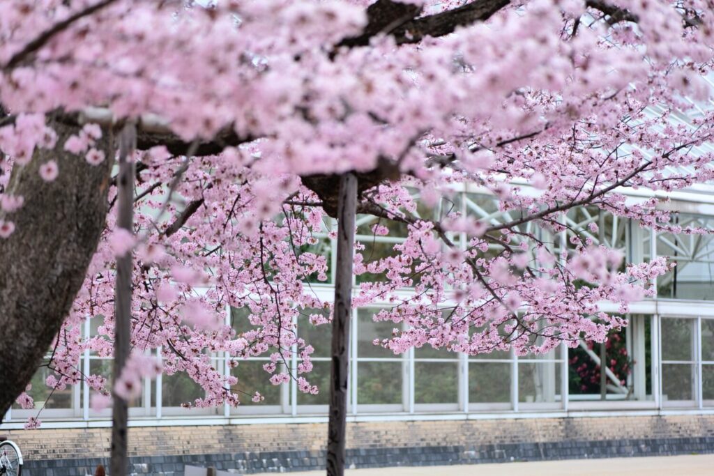 苫小牧の桜スポットカルチャーパーク2