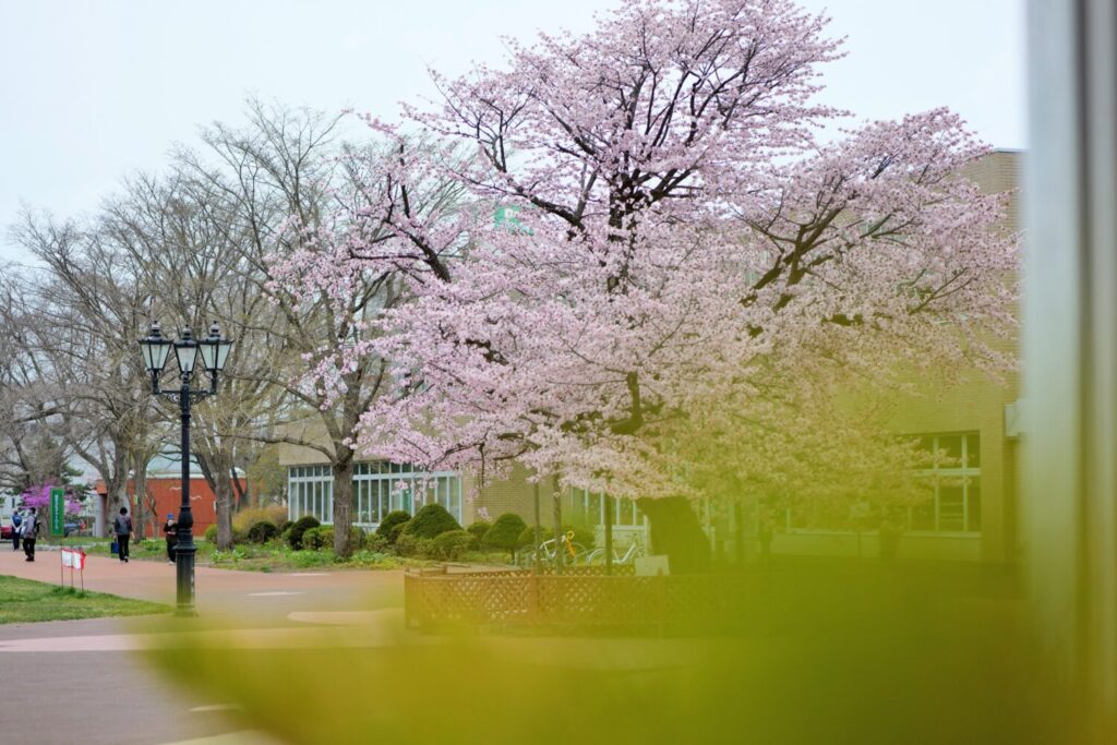 苫小牧の桜スポットカルチャーパーク5