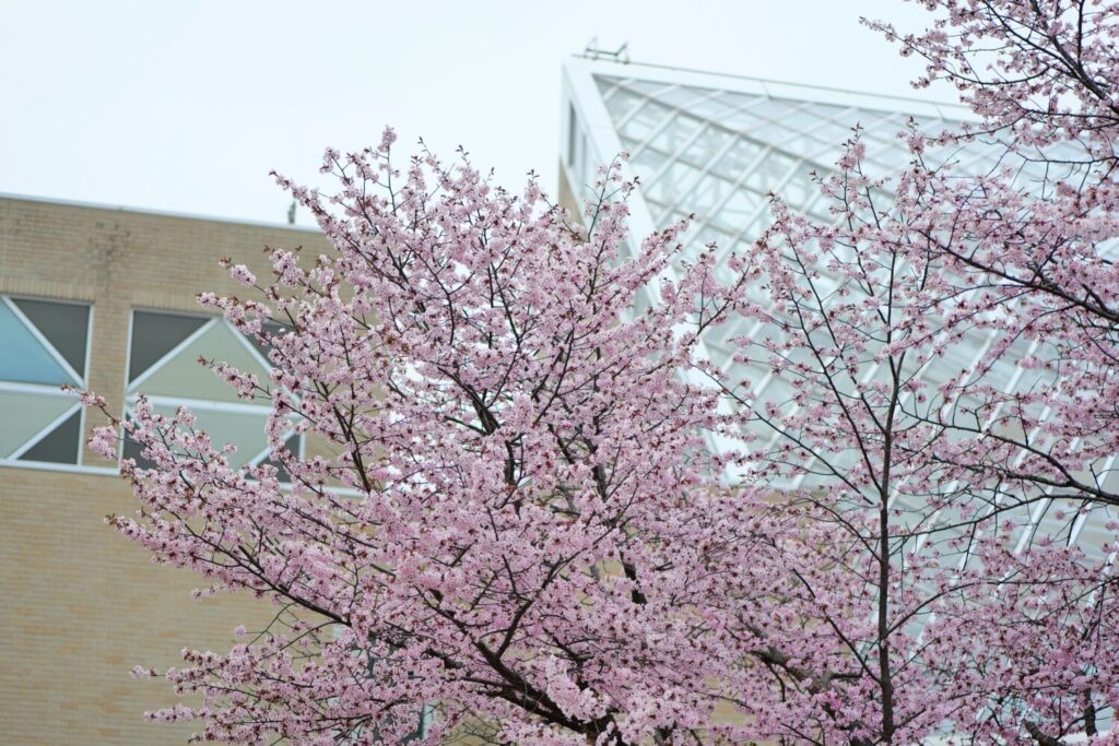 苫小牧の桜スポットカルチャーパーク1