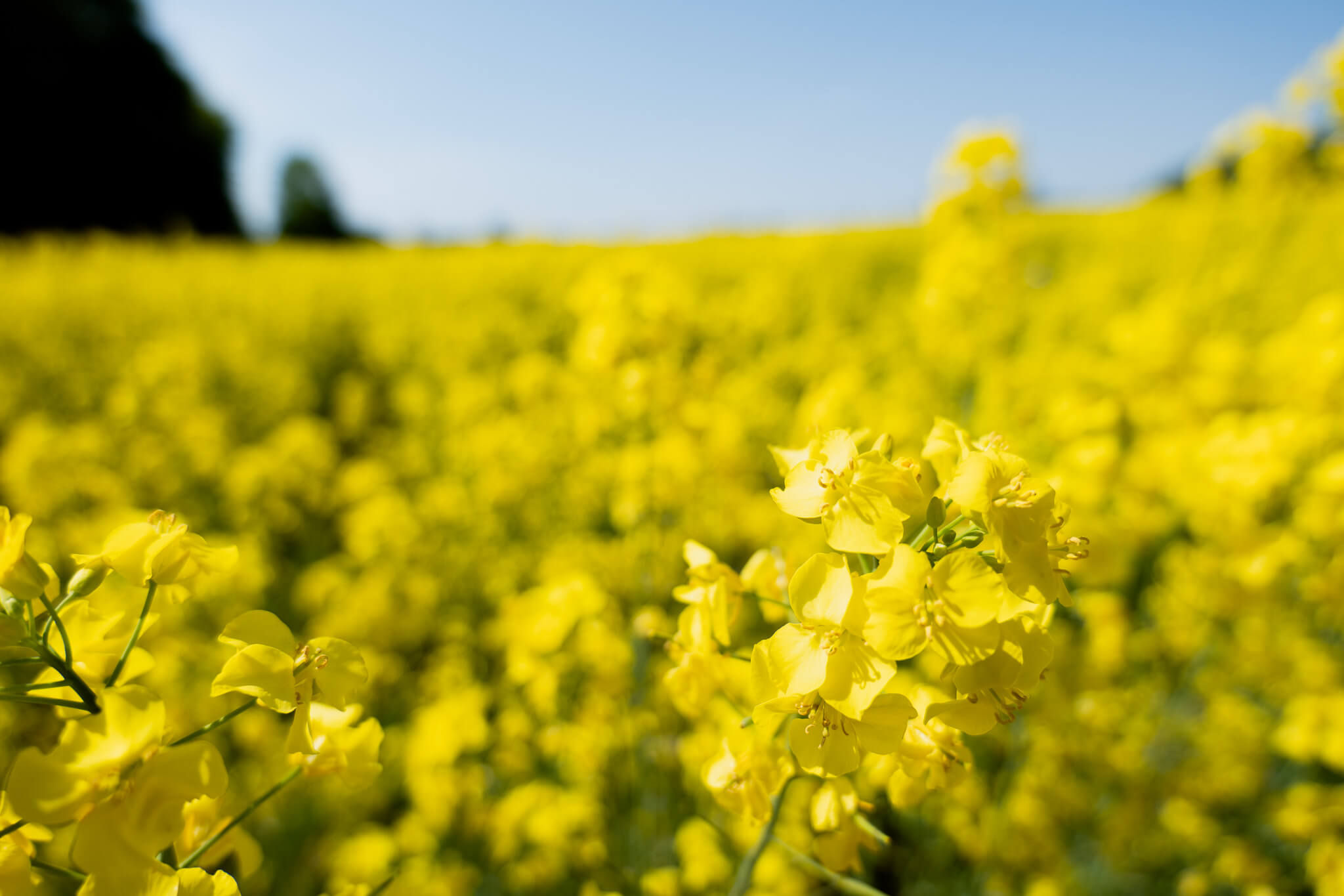 追分町の菜の花畑