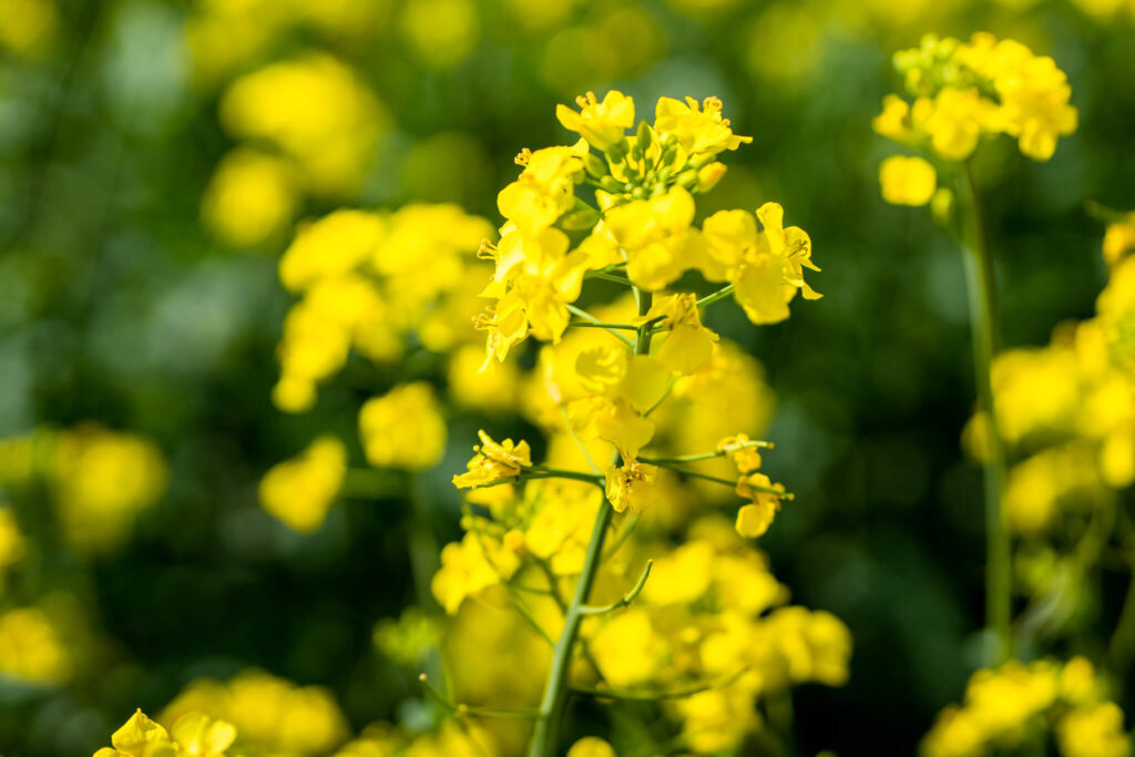 追分菜の花