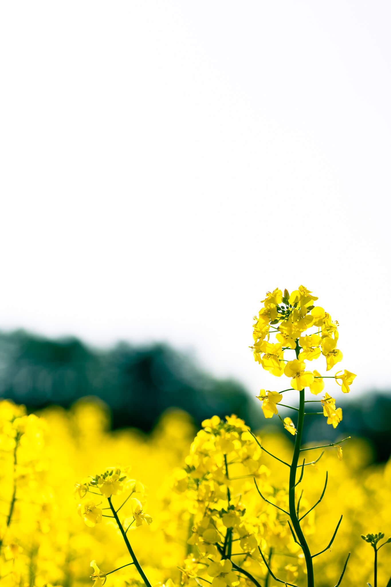 菜の花が綺麗