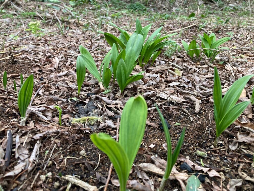 去年植えた行者ニンニク