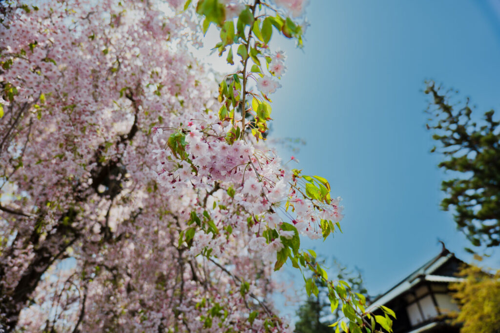 青森弘前公園の桜１