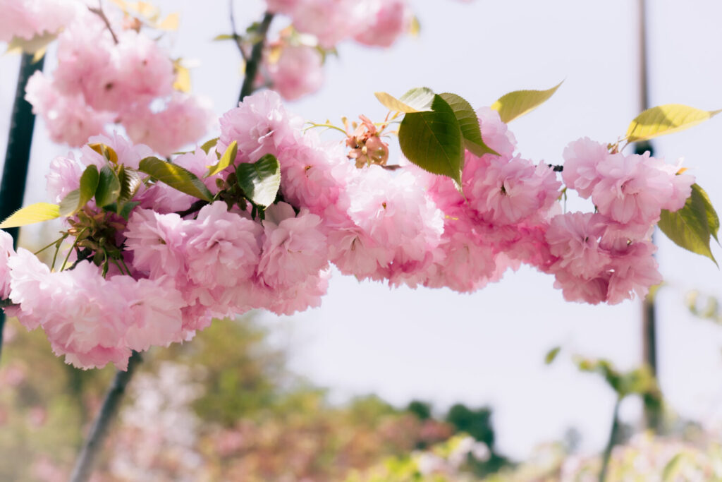 青森弘前公園の桜2