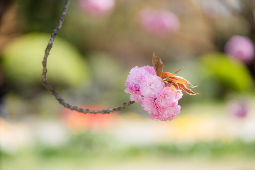 青森弘前公園の桜3