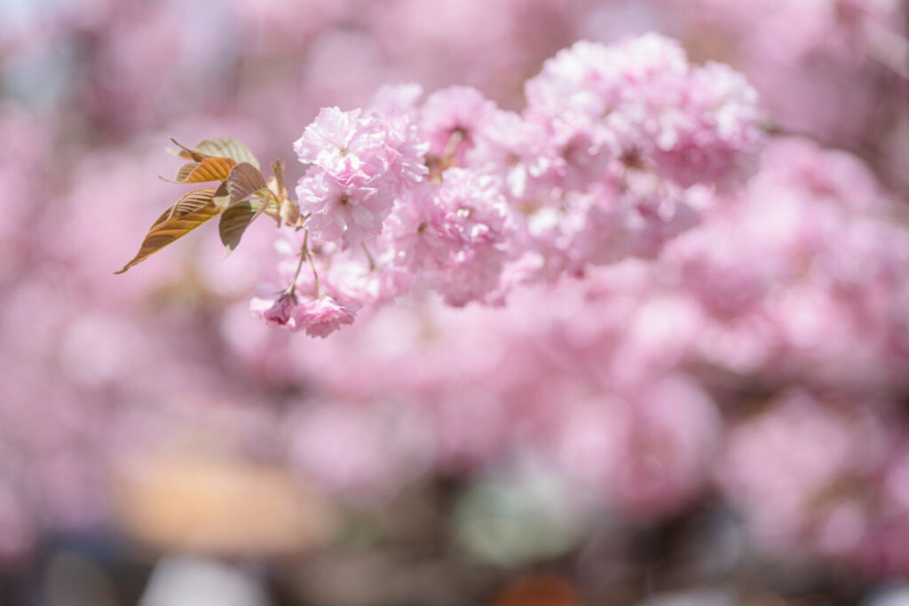 青森弘前公園の桜4