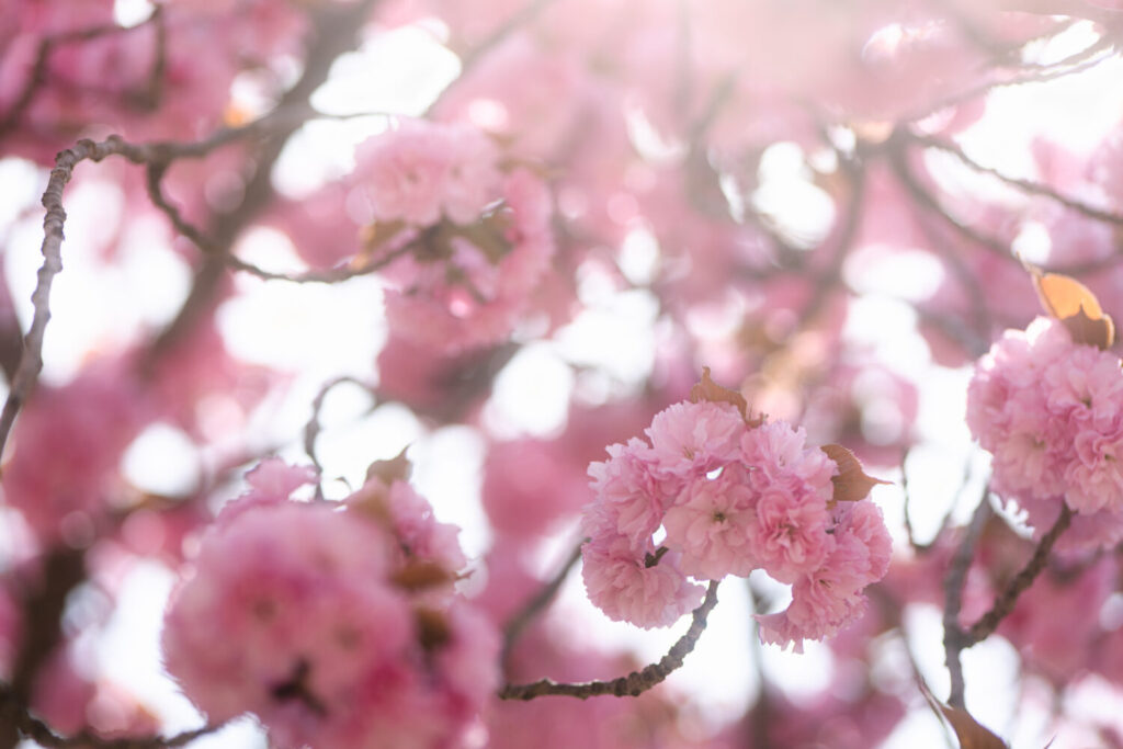 青森弘前公園の桜5