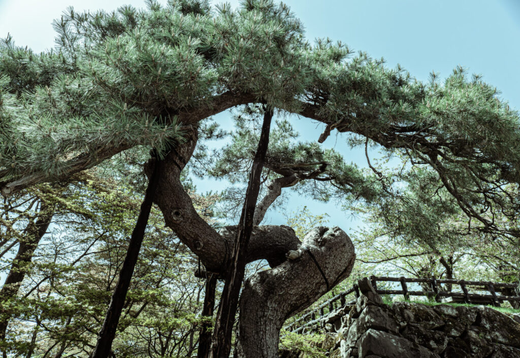 青森弘前公園の桜8