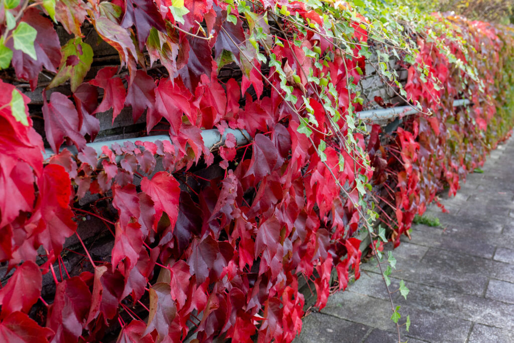 蔦の紅葉が綺麗