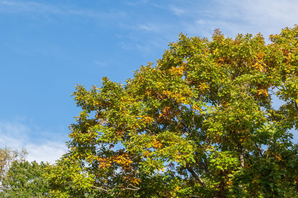 ウトナイ湖での紅葉