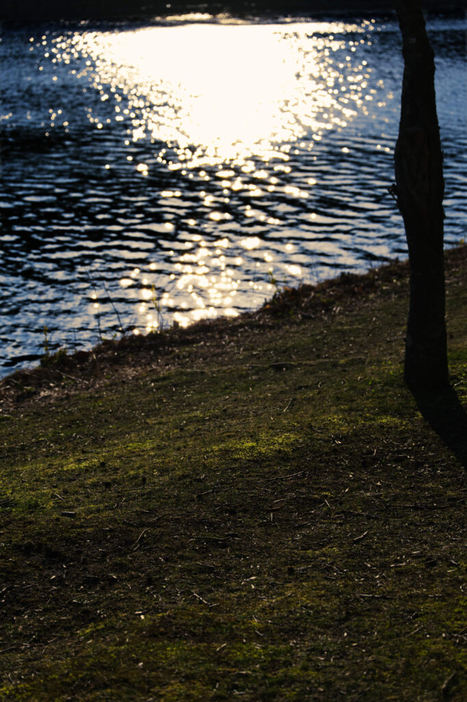 LUMIX S 70-300mmで撮影7