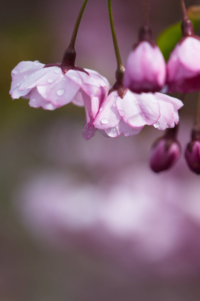 LUMIX S 70-300mmで撮影3