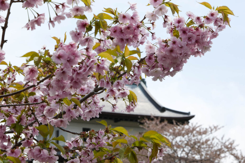 松前城と桜